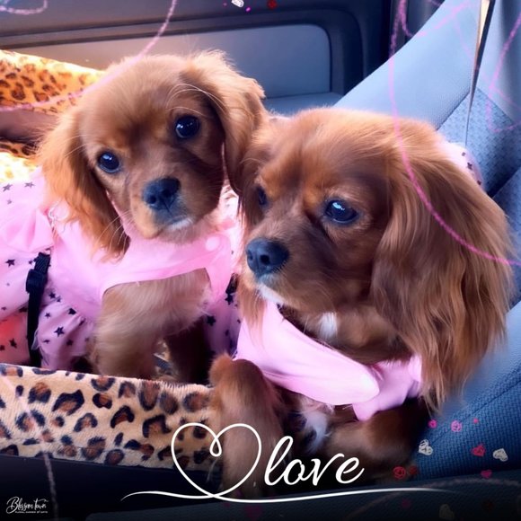 Meet your Posher, Cindy - Picture 1 of 1